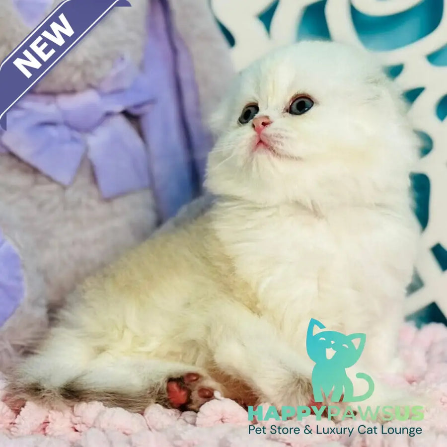 Coco Scottish Fold female black silver shaded - live animals