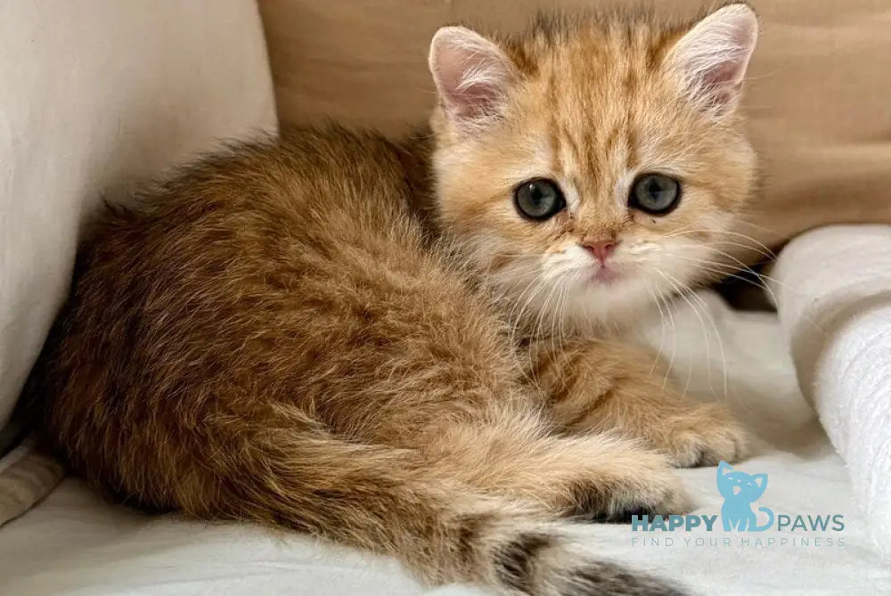 Coco Scottish Straight female black golden spotted tabby live animals