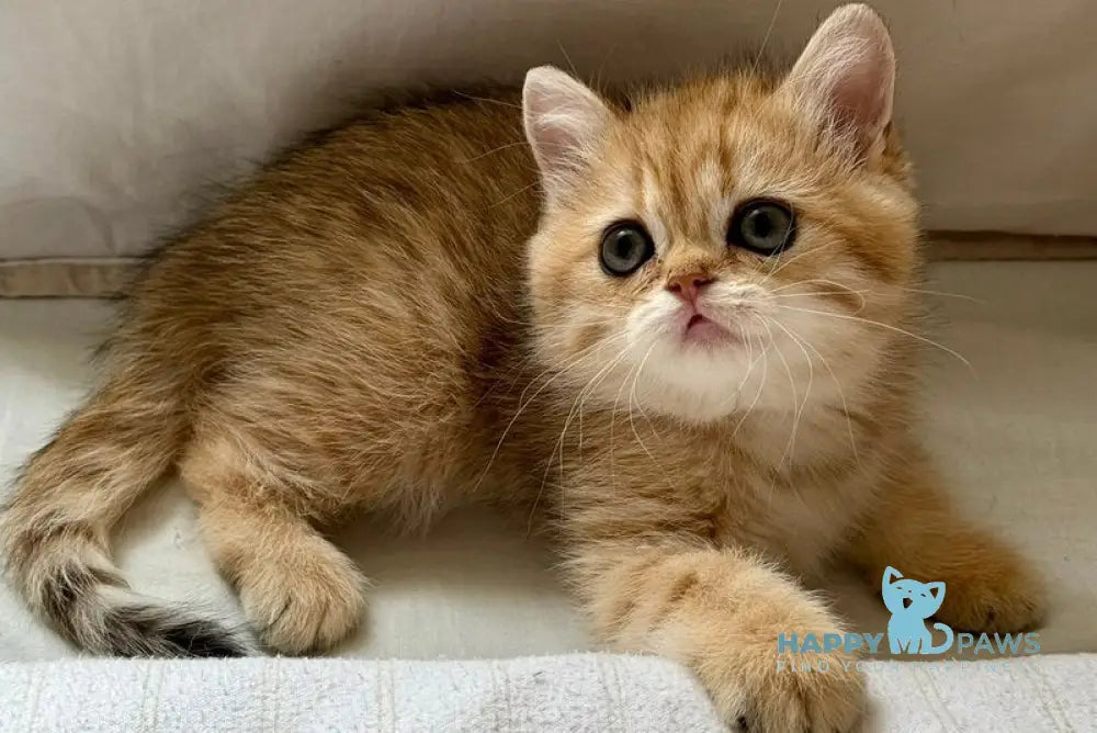 Coco Scottish Straight female black golden spotted tabby live animals