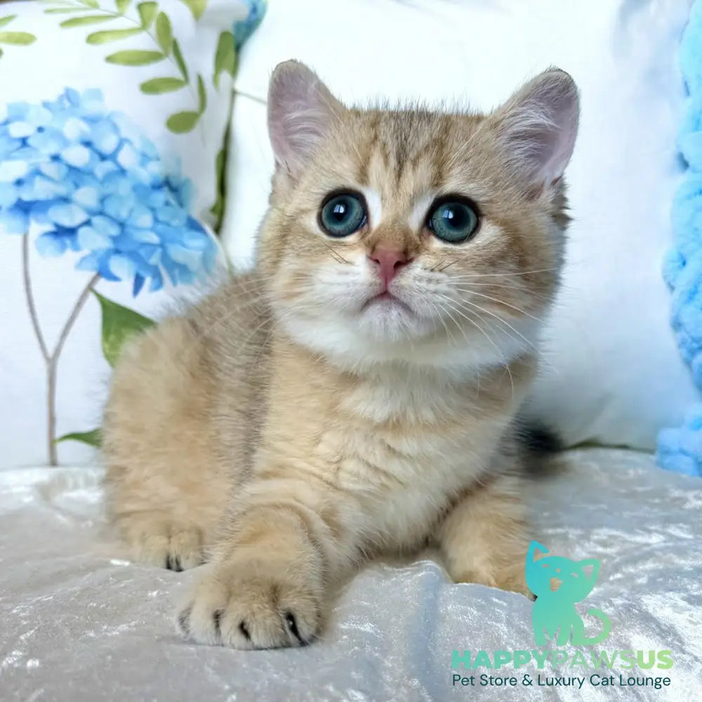 Cocos British Shorthair male black golden spotted tabby - live animals