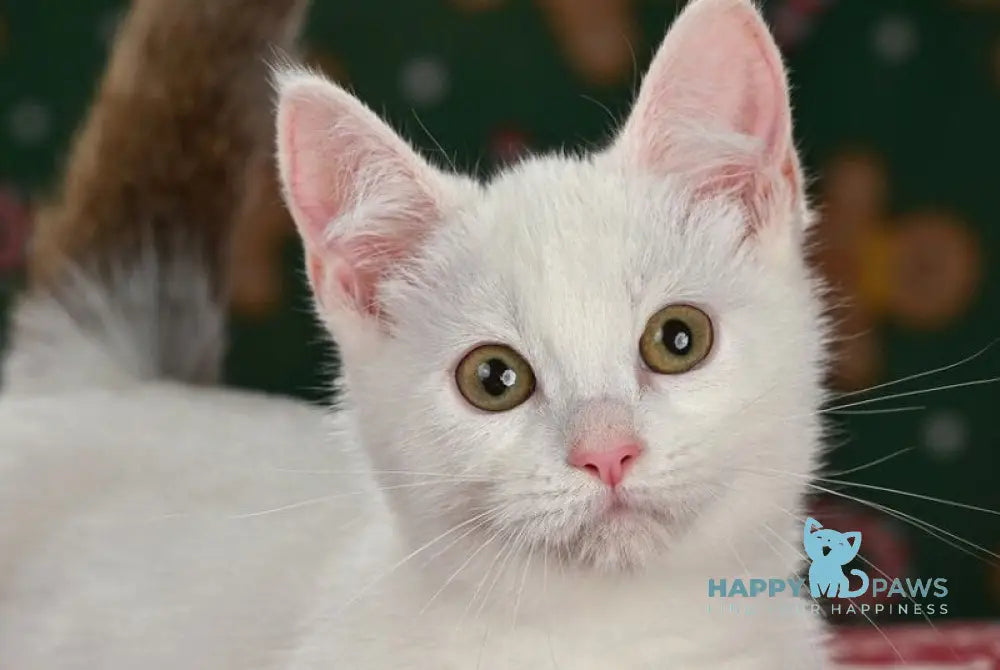 Coffe Munchkin male chocolate van live animals