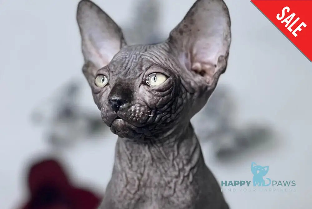 Cole Dwelf male blue with white live animals