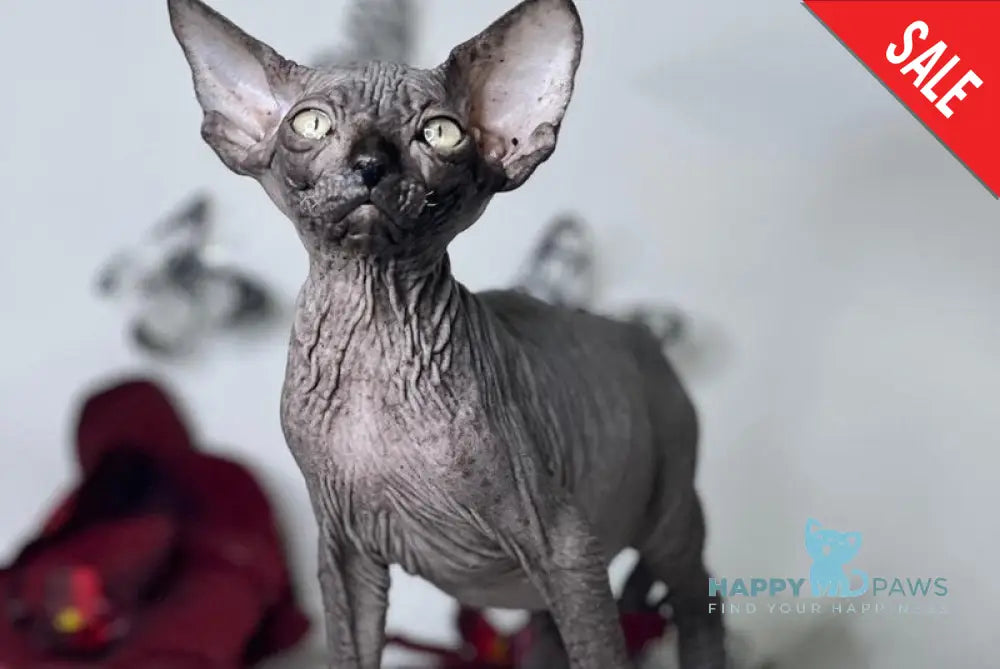 Cole Dwelf male blue with white live animals