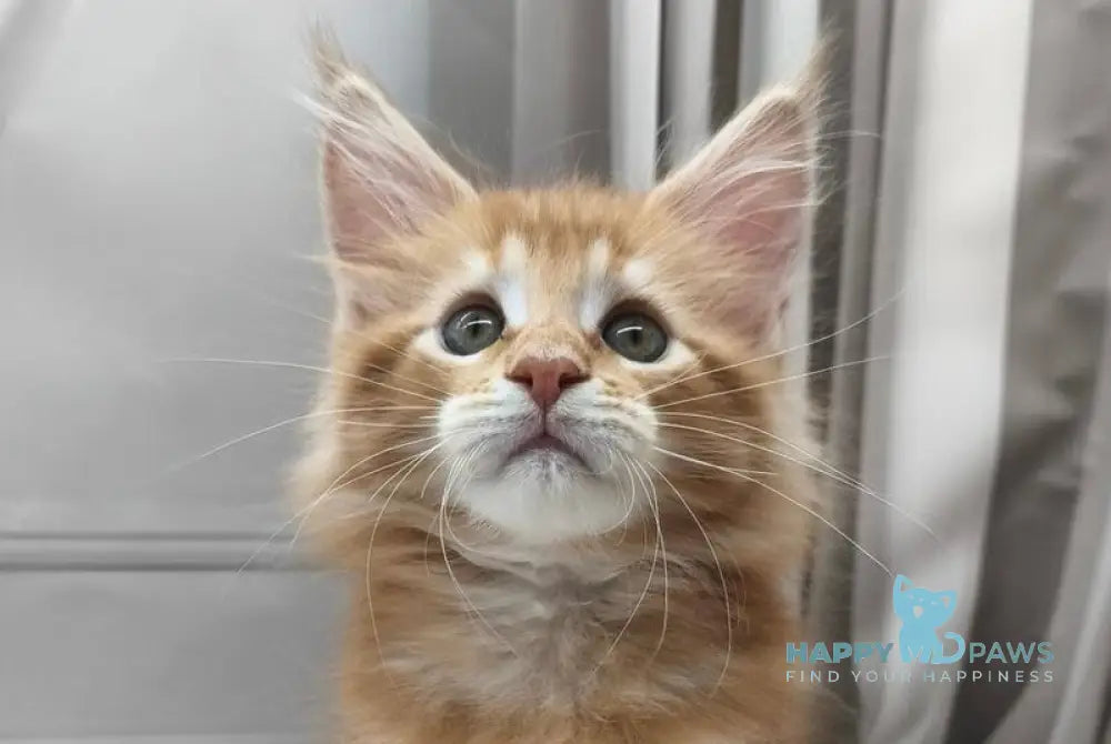 Cole Maine Coon male red tabby live animals