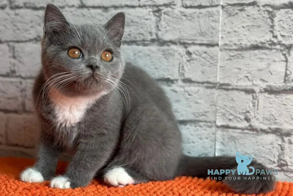 Colette Scottish Straight female blue with white live animals