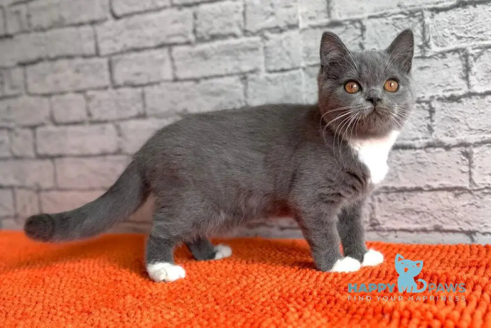 Colette Scottish Straight female blue with white live animals