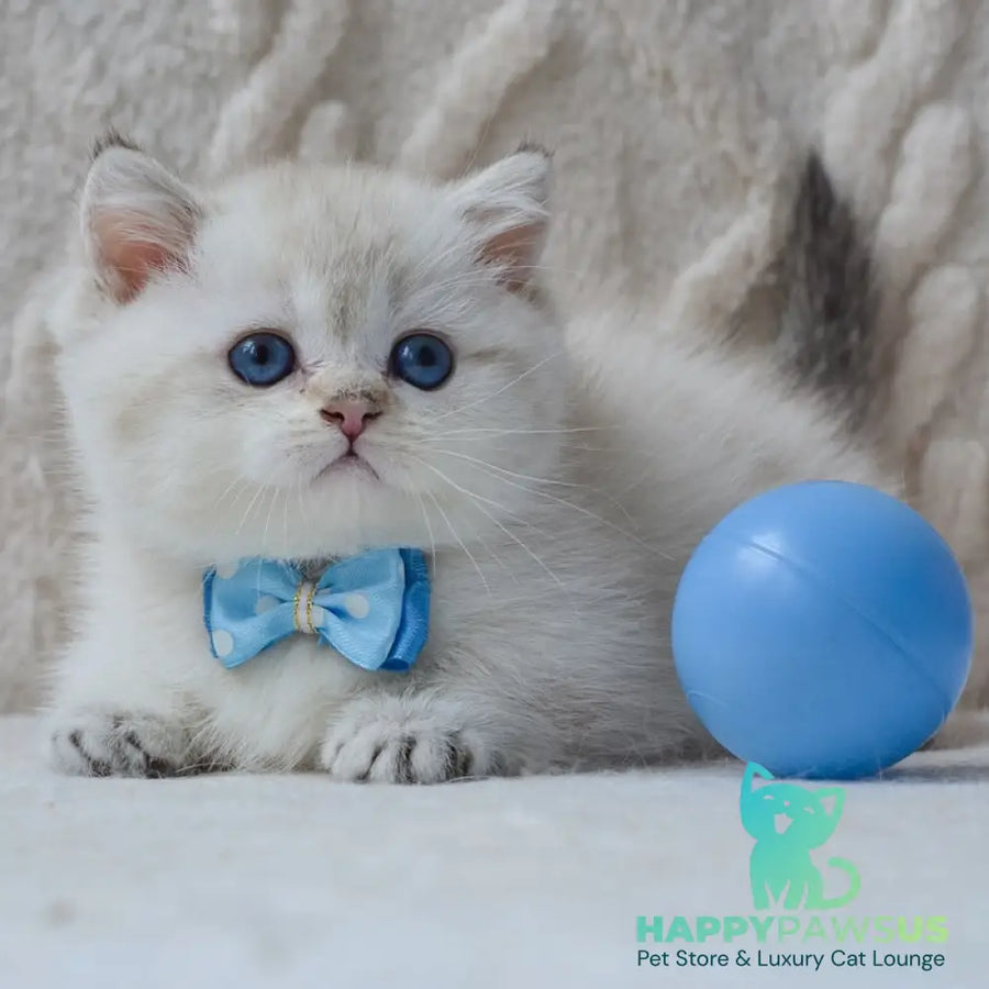 Colin Munchkin male black golden ticked tabby pointed - live animals