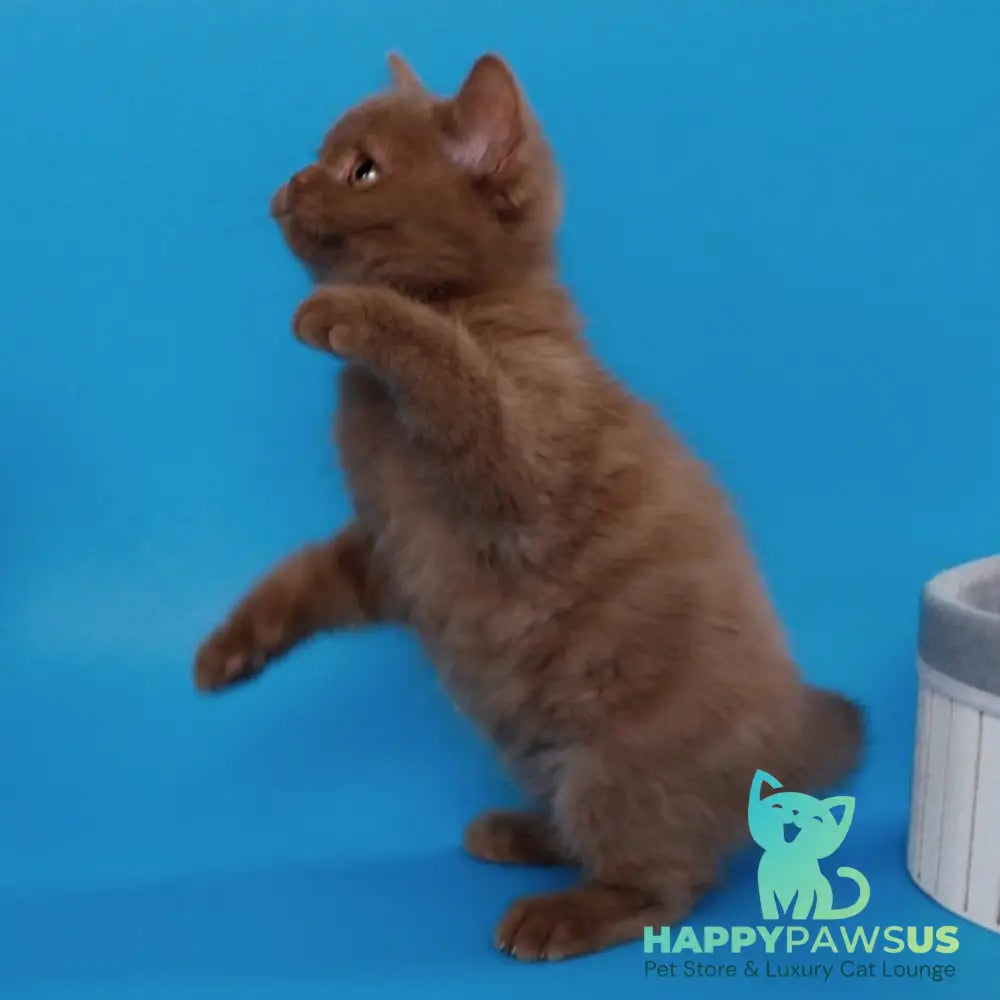 Colin Scottish Straight male cinnamon - live animals