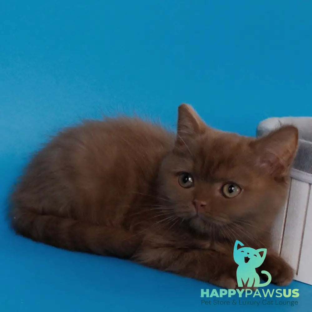 Colin Scottish Straight male cinnamon - live animals