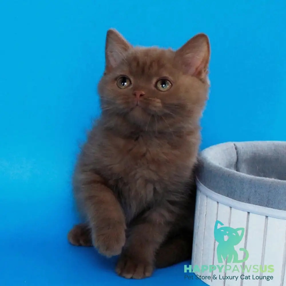 Colin Scottish Straight male cinnamon - live animals