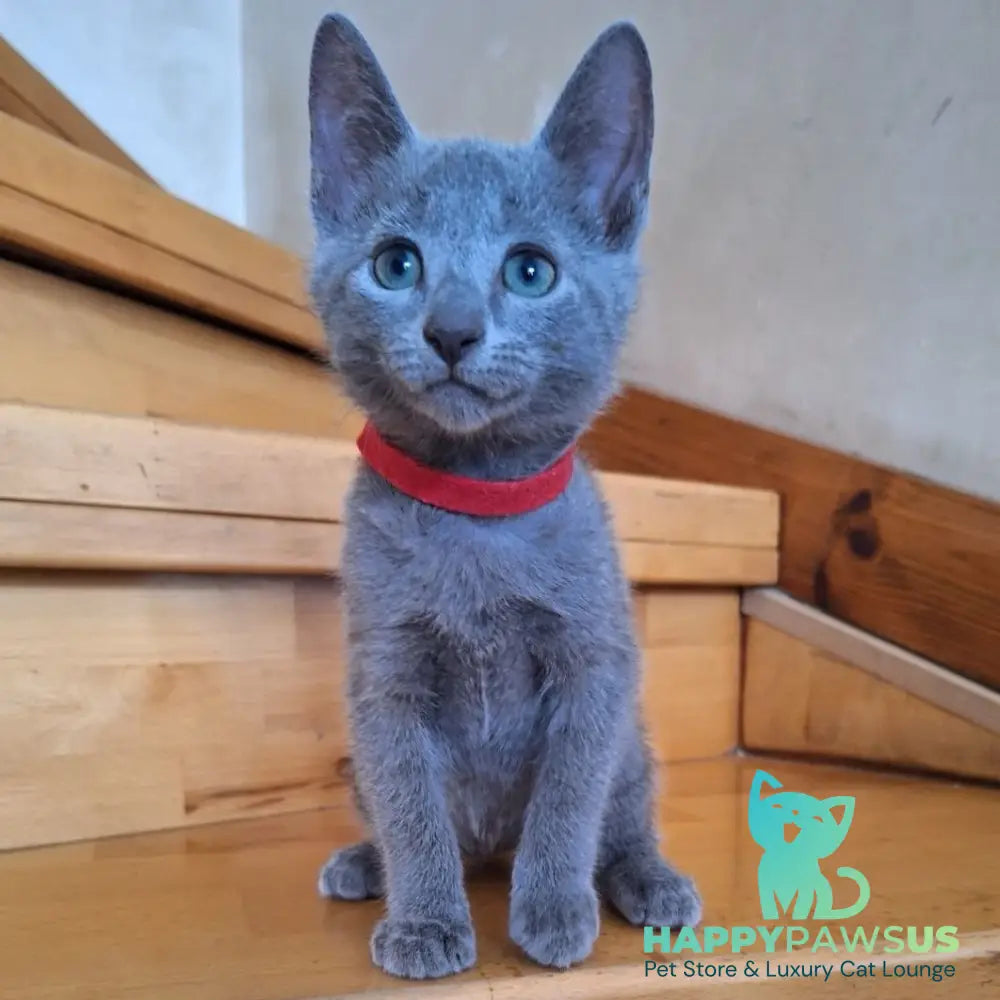 Como Russian Blue male blue - live animals