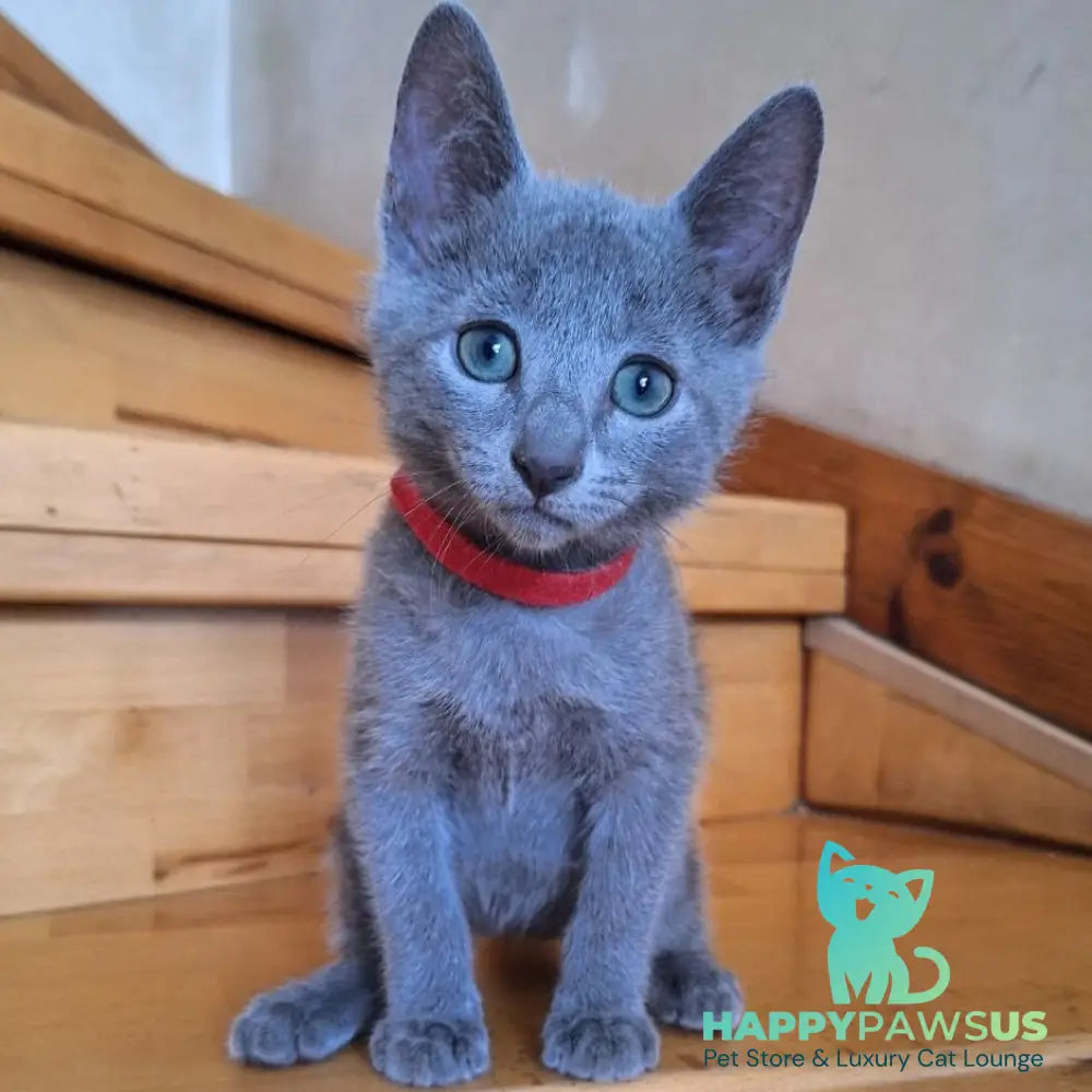 Como Russian Blue male blue - live animals