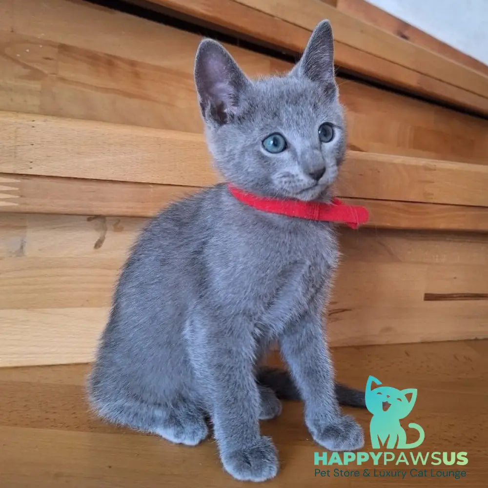 Como Russian Blue male blue - live animals