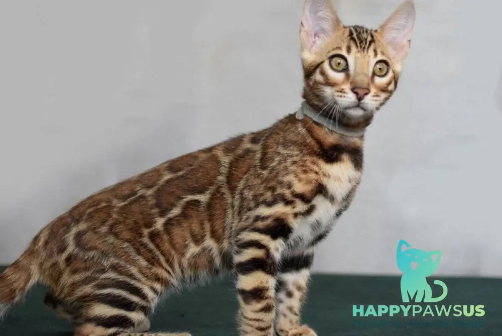 Conan Bengal male black spotted tabby - live animals