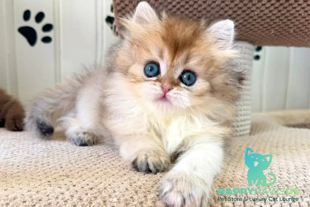 Conor British Longhair male black golden shaded - live animals