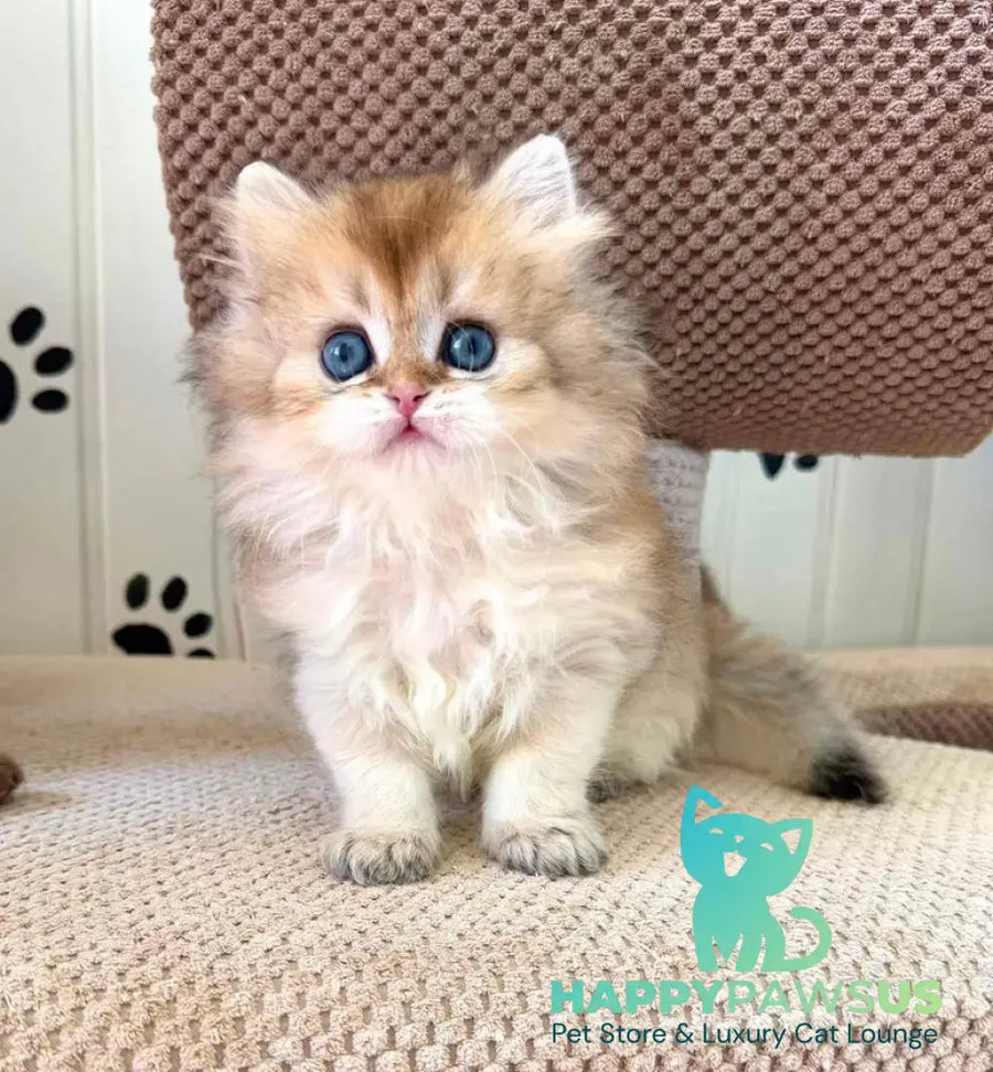 Conor British Longhair male black golden shaded - live animals