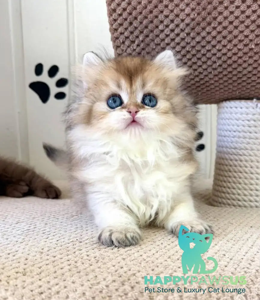 Conor British Longhair male black golden shaded - live animals