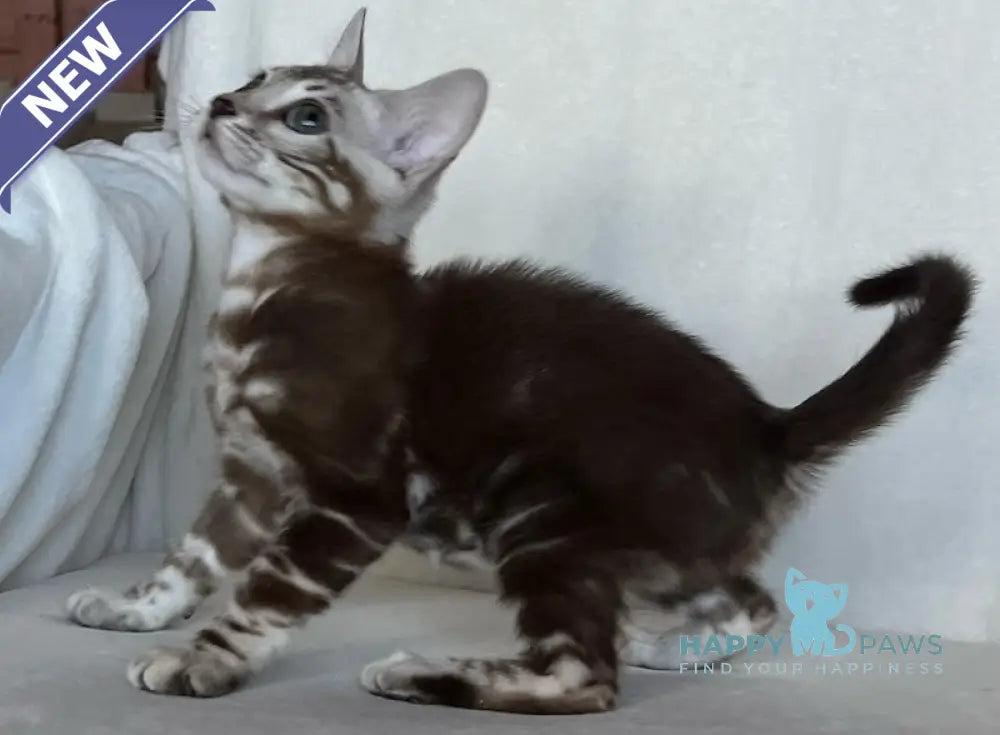Constanse Bengal female snow mink live animals