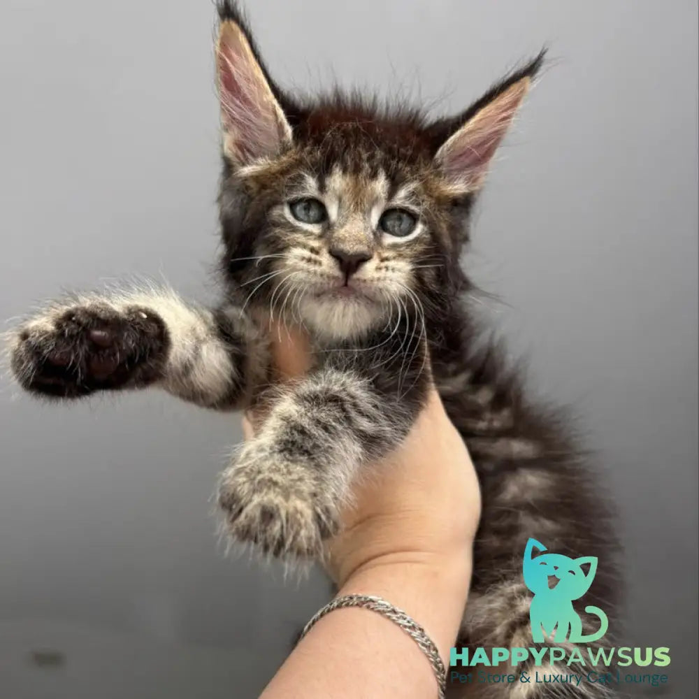 Cookie Maine Coon male black spotted tabby - live animals