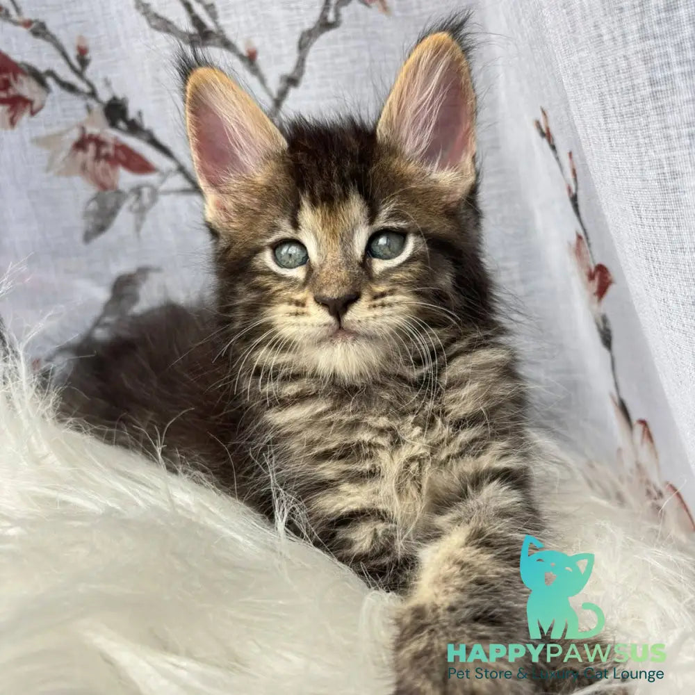 Cookie Maine Coon male black spotted tabby - live animals