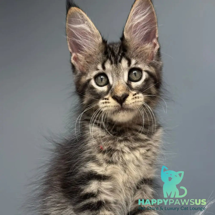 Cookie Maine Coon male black spotted tabby - live animals