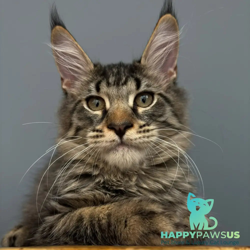Cookie Maine Coon male black spotted tabby - live animals