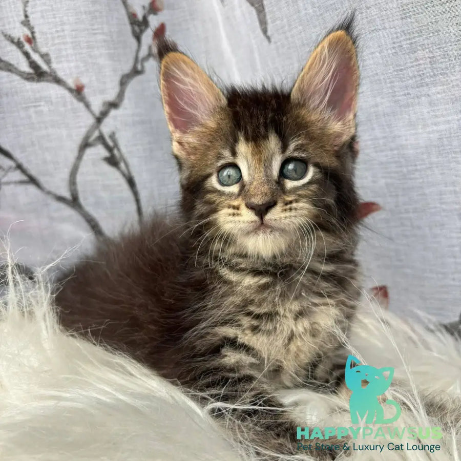 Cookie Maine Coon male black spotted tabby - live animals