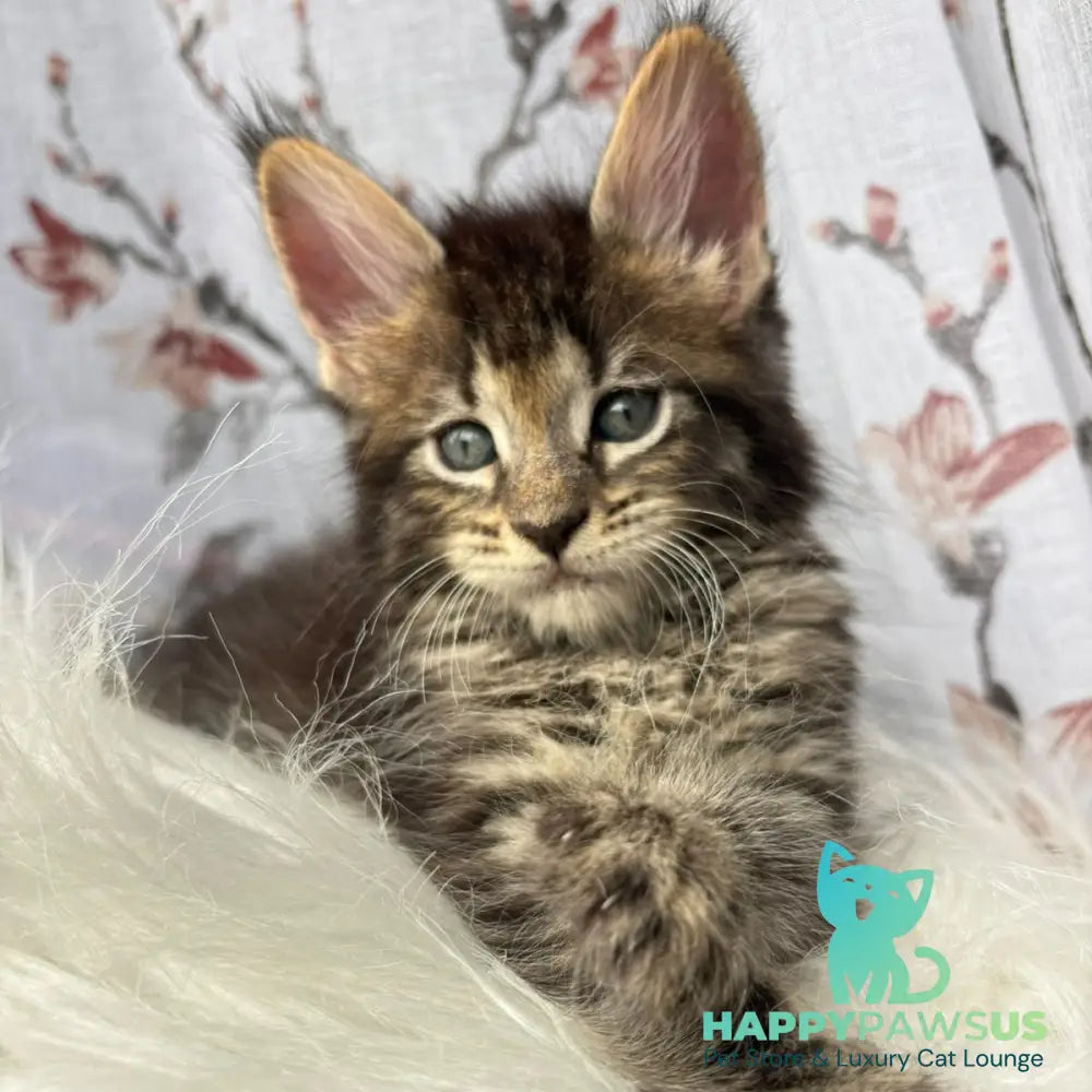 Cookie Maine Coon male black spotted tabby - live animals
