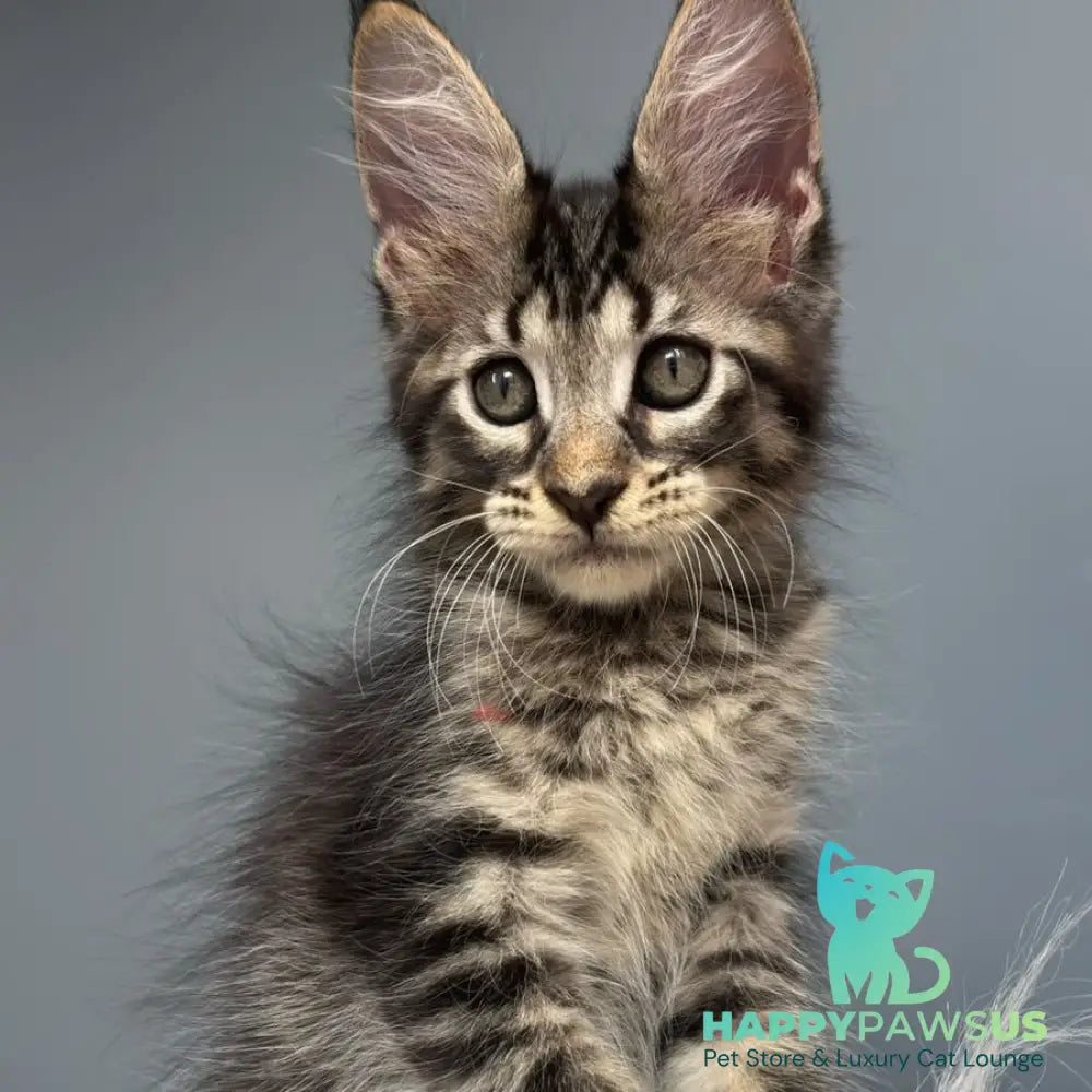 Cookie Maine Coon male black spotted tabby - live animals