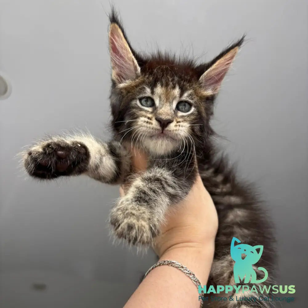 Cookie Maine Coon male black spotted tabby - live animals
