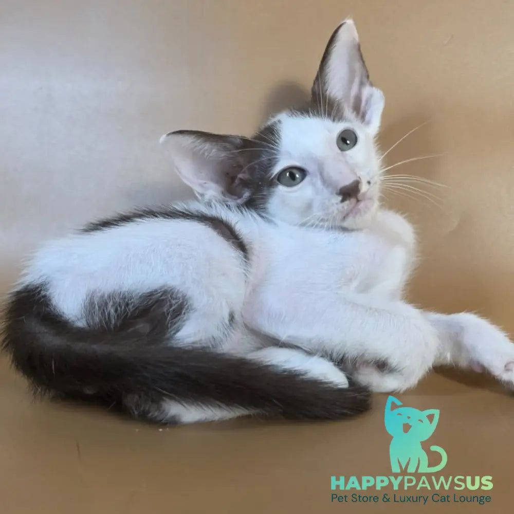Cookie Oriental Shorthair male chocolate van - live animals