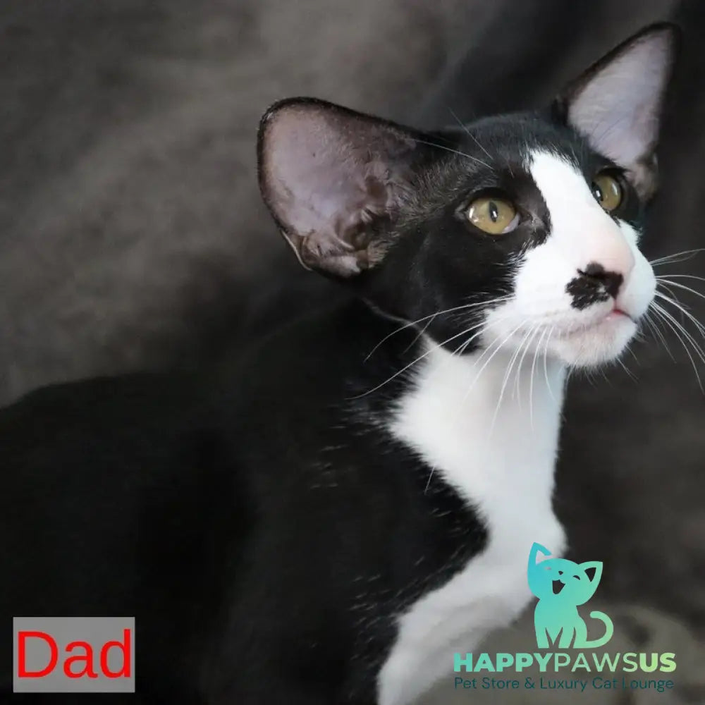 Cookie Oriental Shorthair male chocolate van - live animals