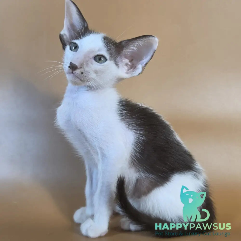 Cookie Oriental Shorthair male chocolate van - live animals