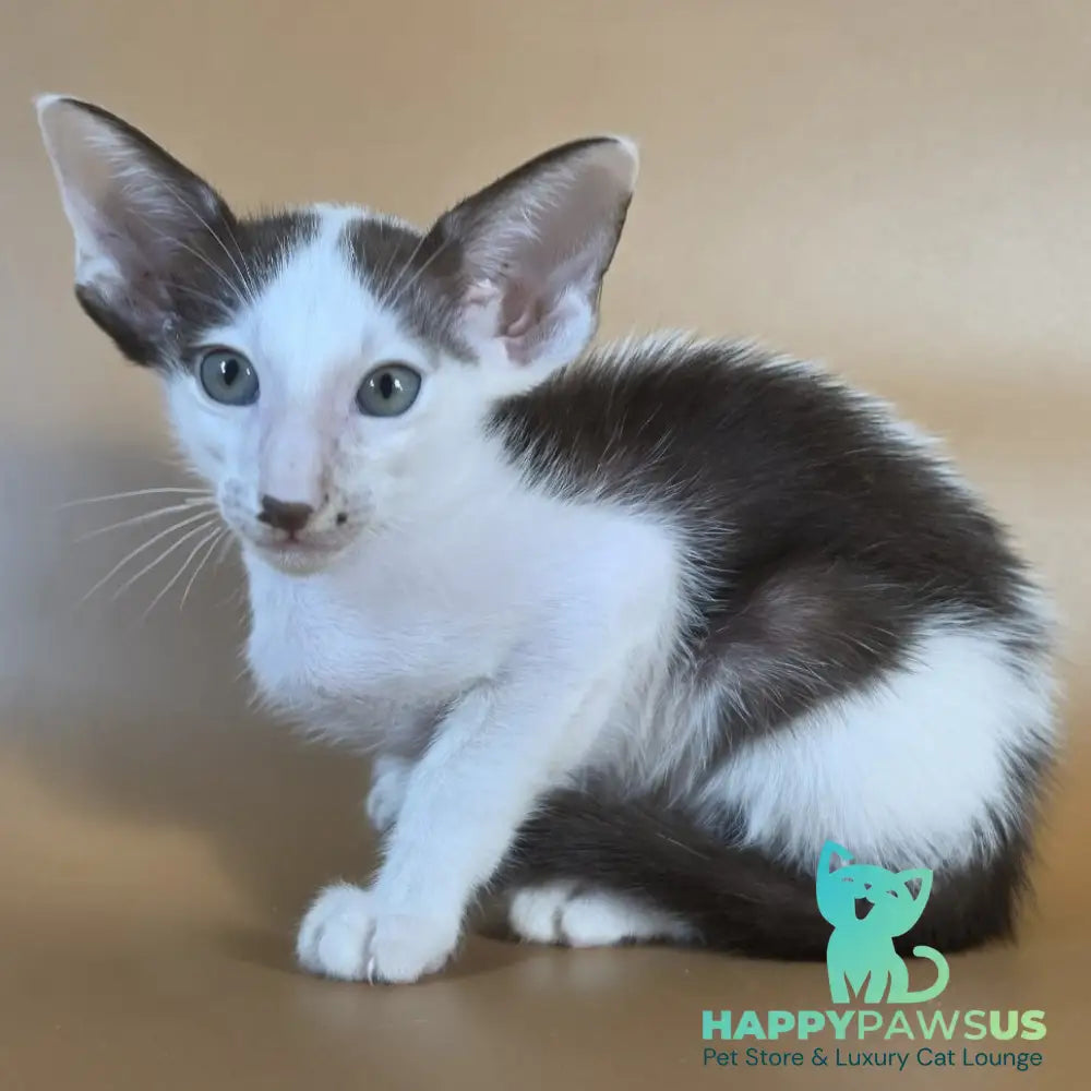 Cookie Oriental Shorthair male chocolate van - live animals