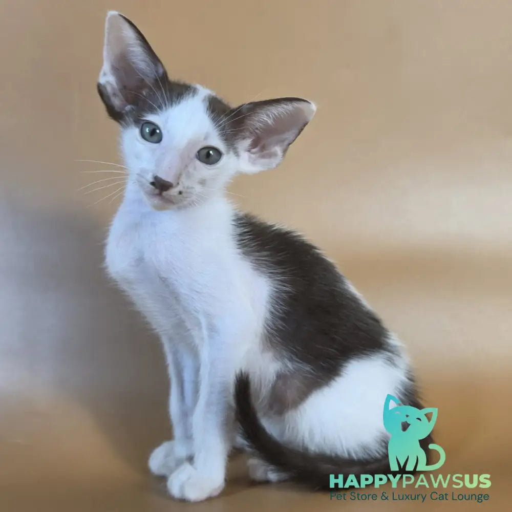 Cookie Oriental Shorthair male chocolate van - live animals