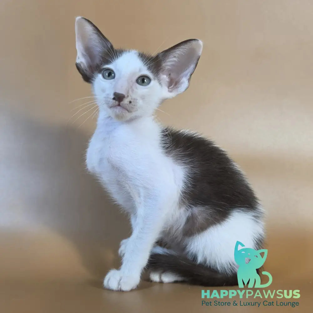 Cookie Oriental Shorthair male chocolate van - live animals