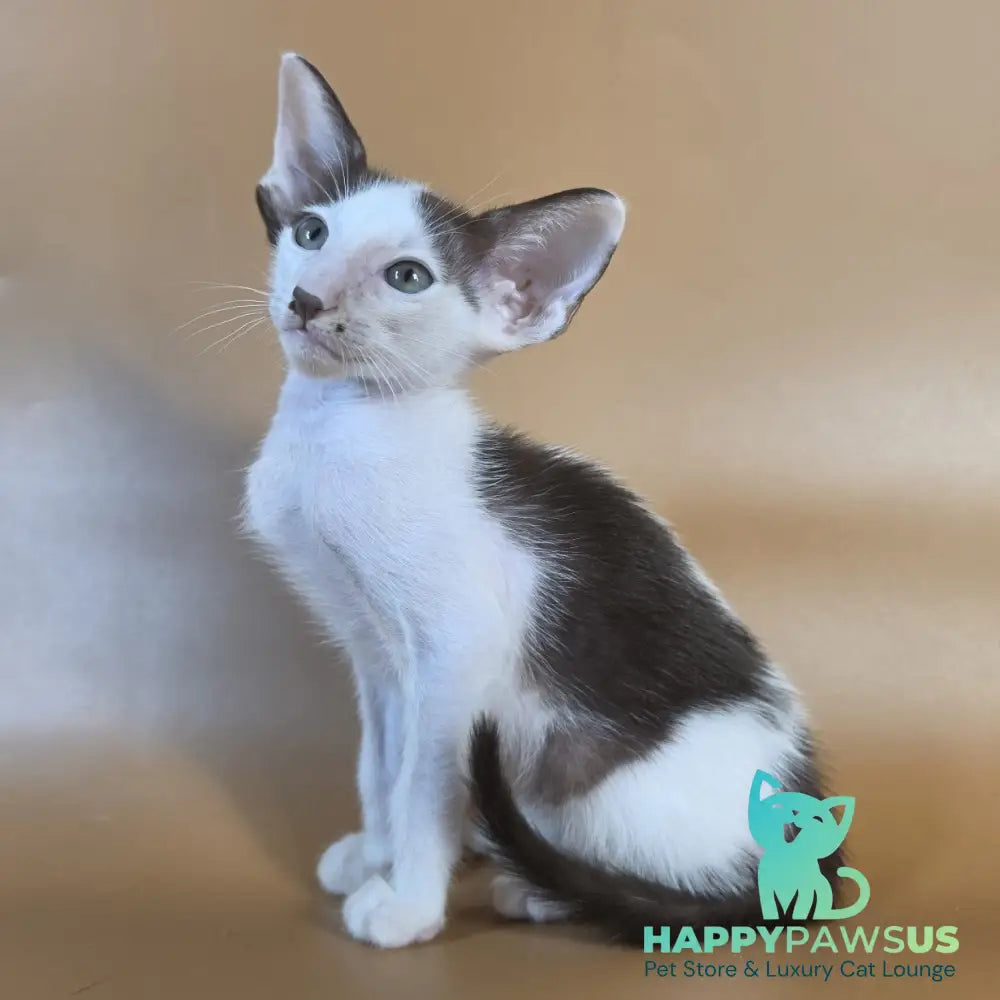 Cookie Oriental Shorthair male chocolate van - live animals