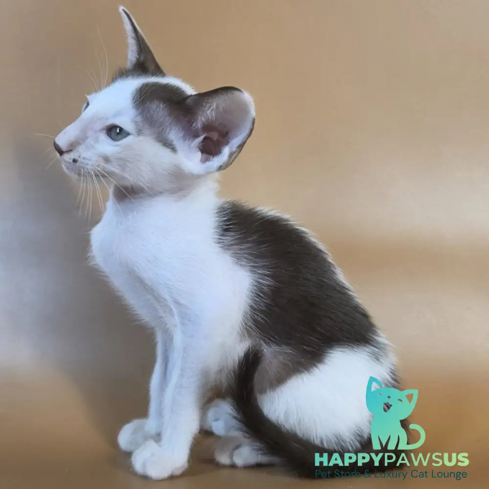 Cookie Oriental Shorthair male chocolate van - live animals