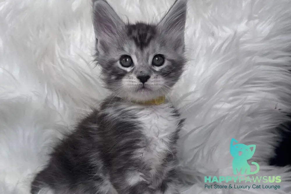 Cooper Maine Coon male black silver tabby bicolour - live animals