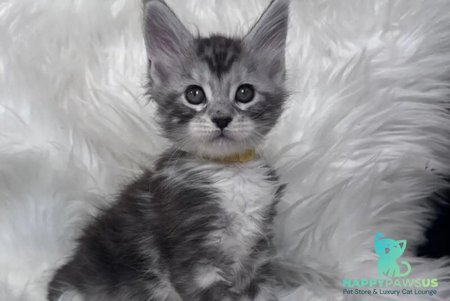 Cooper Maine Coon male black silver tabby bicolour - live animals