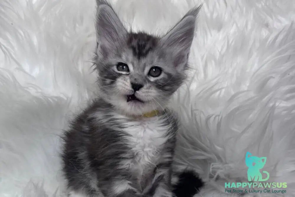Cooper Maine Coon male black silver tabby bicolour - live animals