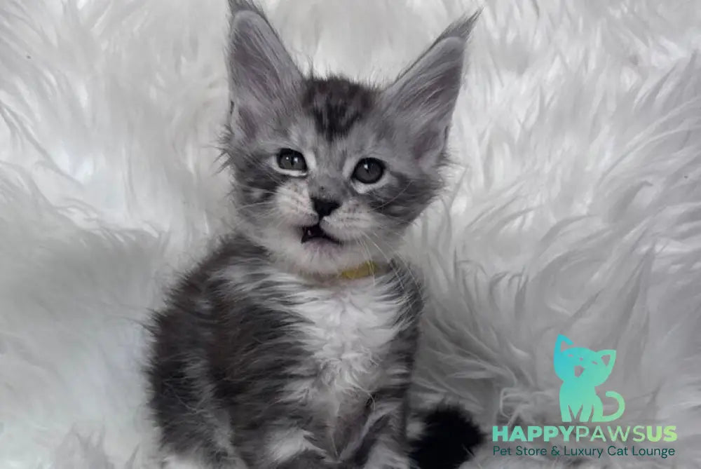 Cooper Maine Coon male black silver tabby bicolour - live animals