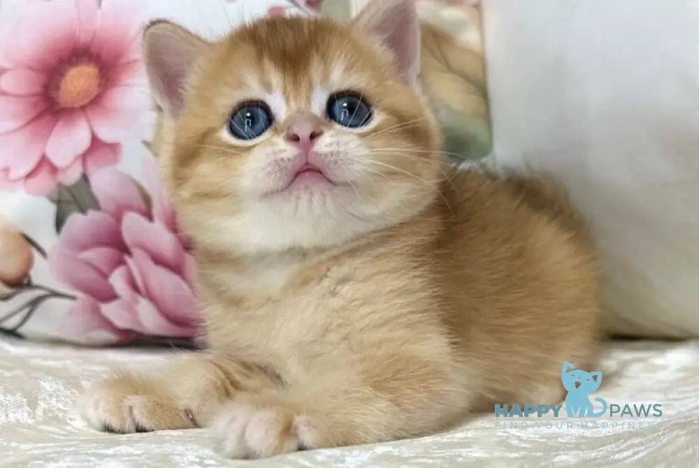 Cooper Scottish Straight male black golden shaded live animals