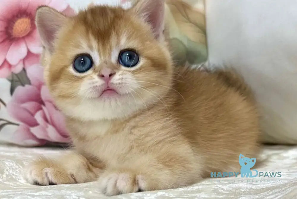 Cooper Scottish Straight male black golden shaded live animals