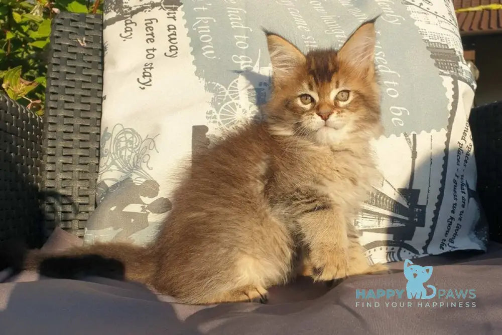 Cophia Maine Coon female black ticked tabby live animals