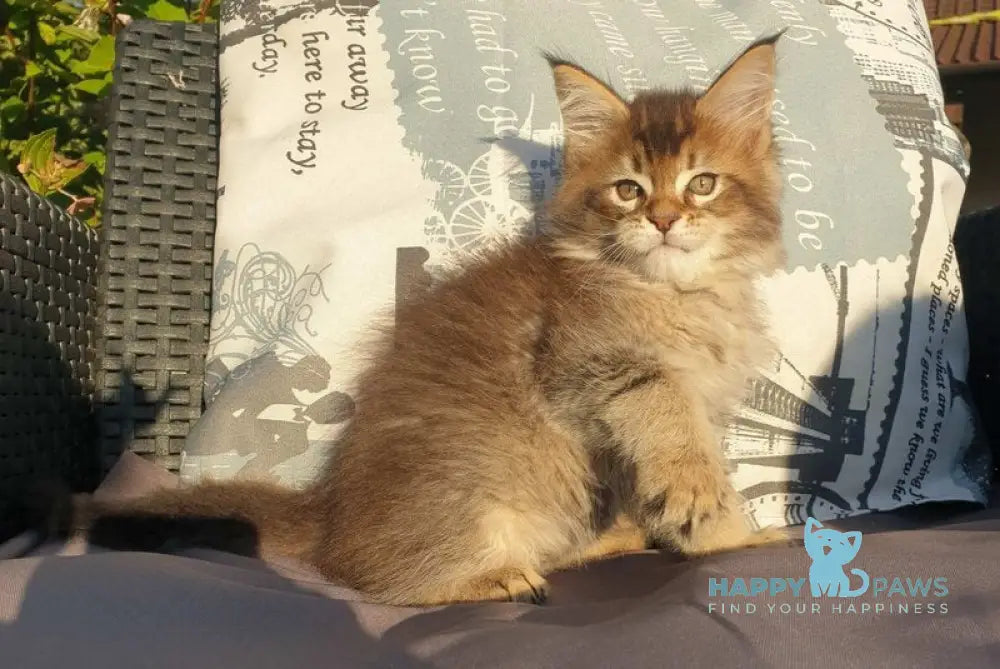 Cophia Maine Coon female black ticked tabby live animals