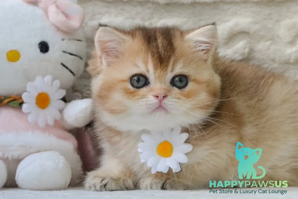 Cоra British Shorthair female black golden ticked tabby - live animals