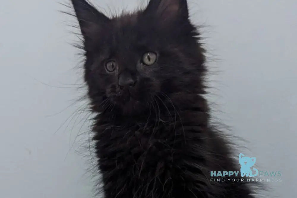 Cora Maine Coon female black live animals