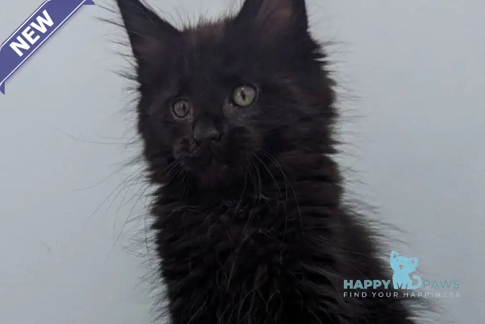 Cora Maine Coon female black live animals