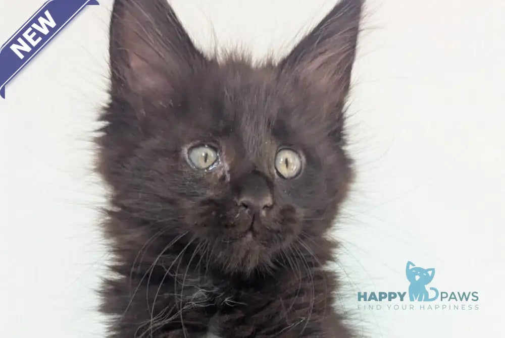 Cora Maine Coon female black live animals